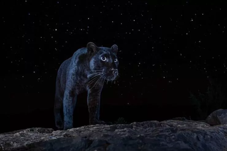 Trouver la beaute dans les petits moments de la vie - #7 Un rare léopard noir africain sous les étoiles, une photo qui m'a pris 6 mois à capturer.