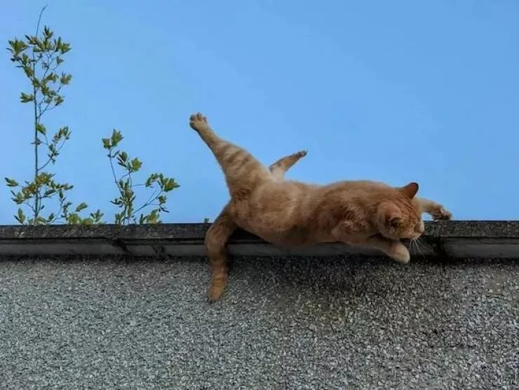 Picdump 886 - #17 