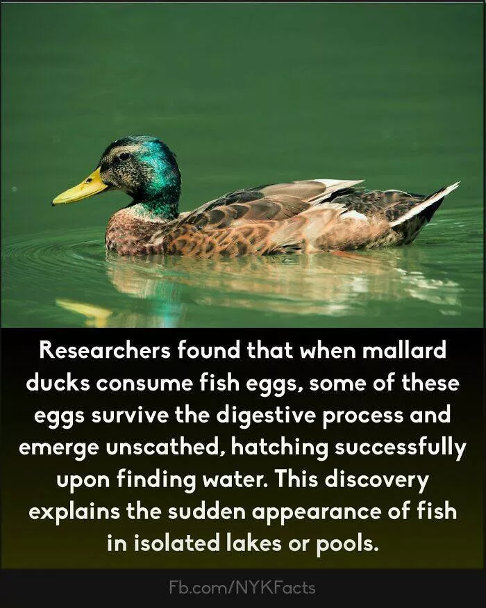 Mind blowing facts you didnt know you needed to know - #11 