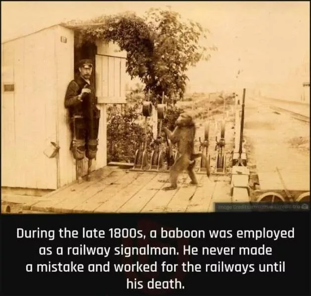 Mind blowing facts you didnt know you needed to know - #27 