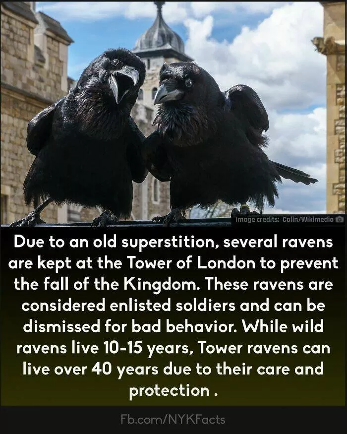Mind blowing facts you didnt know you needed to know - #28 