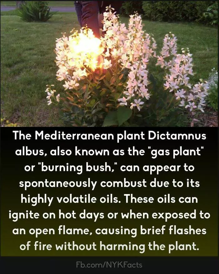 Mind blowing facts you didnt know you needed to know - #30 