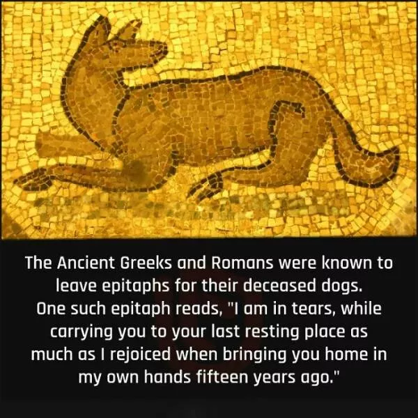 Mind blowing facts you didnt know you needed to know - #7 