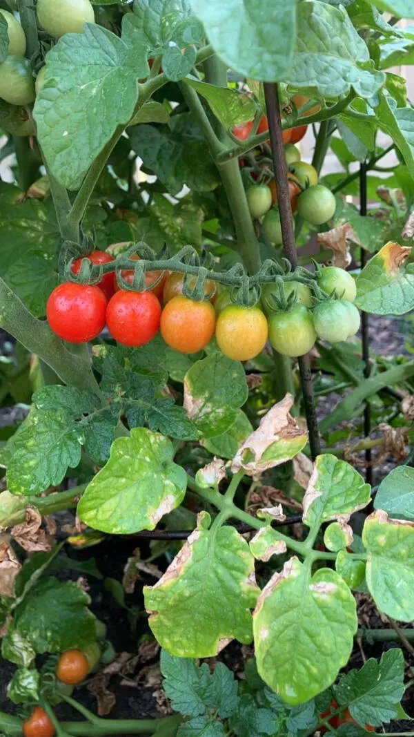 Unusual snapshots that will capture your imagination - #5 My cherry tomatoes are ripening in a stunning gradient of colors.