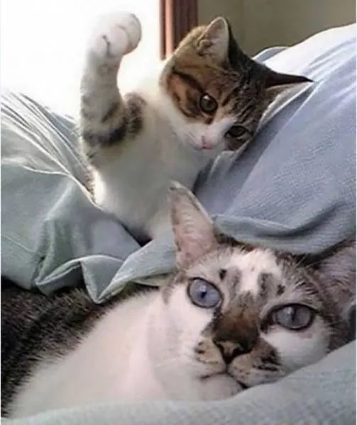 Pictures taken at the right time - #27 