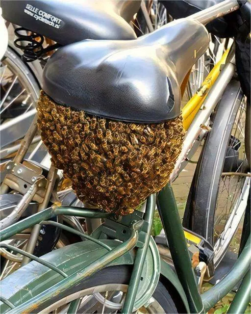 Picdump 890 - #25 