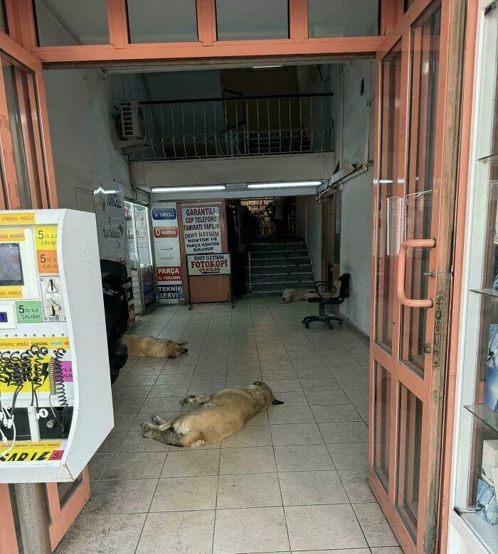 Capturing this summers extreme temperatures - #1 Stores in Turkey are opening their doors to stray dogs, giving them a refuge from the extreme heat. There's even one resting on the stairs, though it's hard to see.