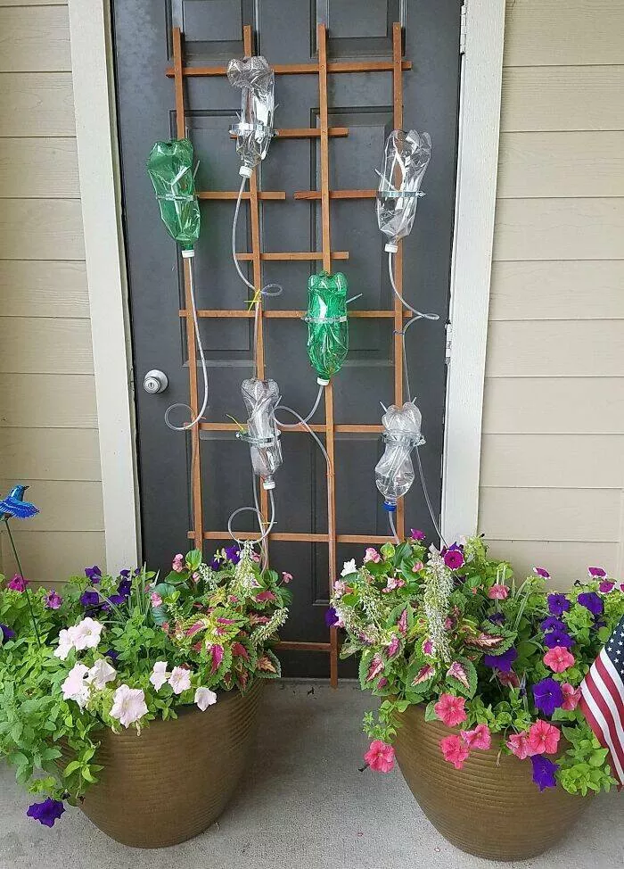 Capturing this summers extreme temperatures - #18 My wife is thrilled her contraption worked after leaving her flowers alone for a week in the 100-degree Texas heat.