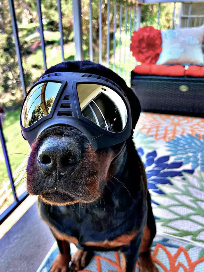 Immortaliser les vagues de chaleur extremes de cet ete - #19 Il avait besoin de lunettes de soleil—le chien de mon voisin essaye de se protéger de la chaleur et du soleil dans une température de 33 degrés.