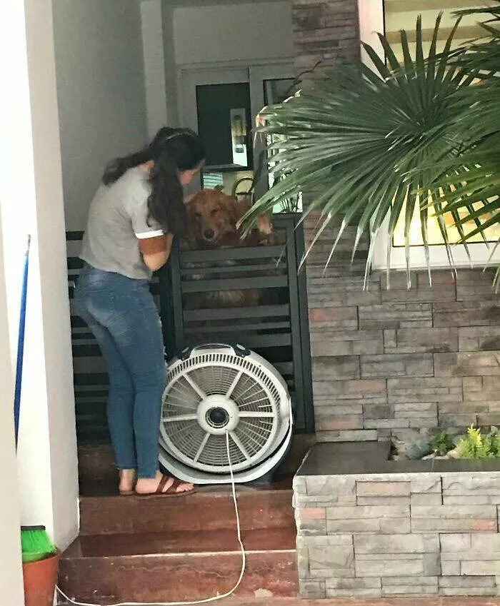 Capturing this summers extreme temperatures - #33 My neighbors have a fan for their dog because we are melting.