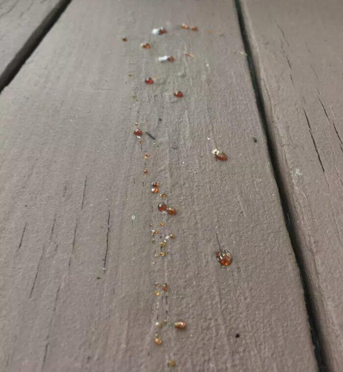 Capturing this summers extreme temperatures - #45 The heat today baked the pine sap out of my newly painted deck. Capturing this summers extreme temperatures - #45 The heat today baked the pine sap out of my newly painted deck.