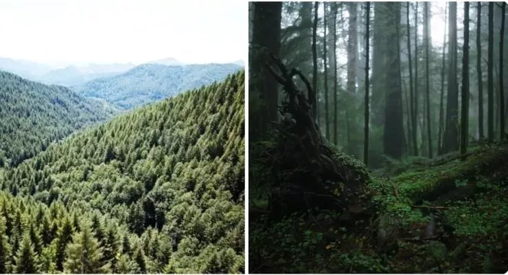 Amazing before and after photos of historic landmark transformations - #42 The Tillamook Burn Forest Fire in Oregon in 1933