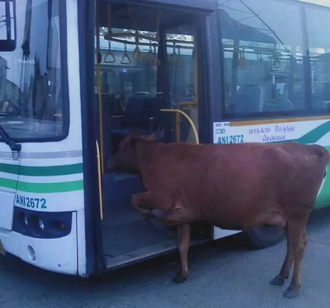 Quirky and hilarious images that showcase indias unique moments - #20 