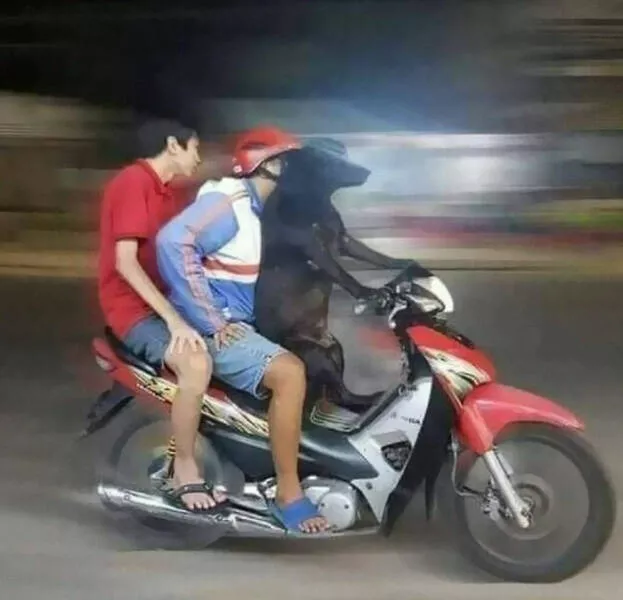 Images droles qui mettent en lumiere les moments bizarres de linde - #26 
