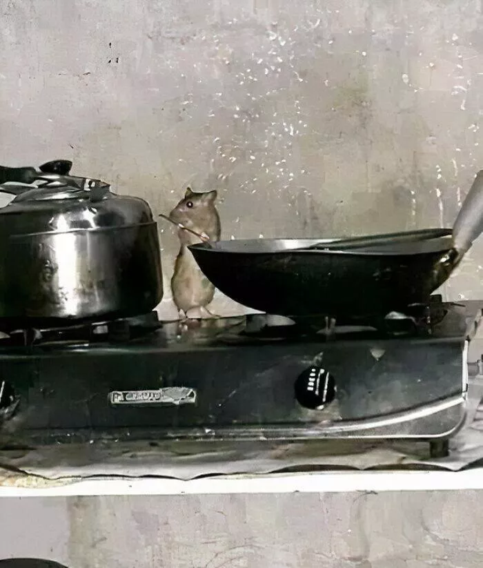 Quirky and hilarious images that showcase indias unique moments - #34 Quirky and hilarious images that showcase indias unique moments - #34