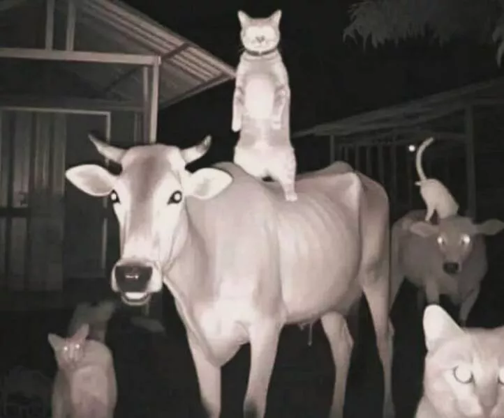 Images droles qui mettent en lumiere les moments bizarres de linde - #5 