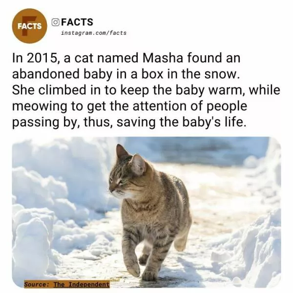 Fascinating facts that will spark your curiosity - #2 