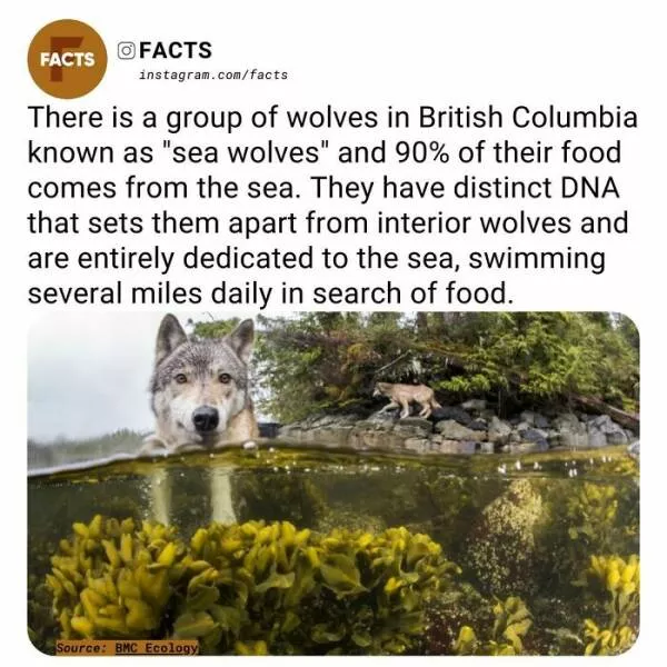 Faits fascinants qui eveilleront votre curiosite - #20 