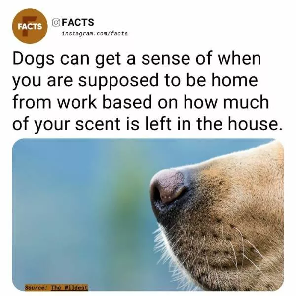 Fascinating facts that will spark your curiosity - #33 