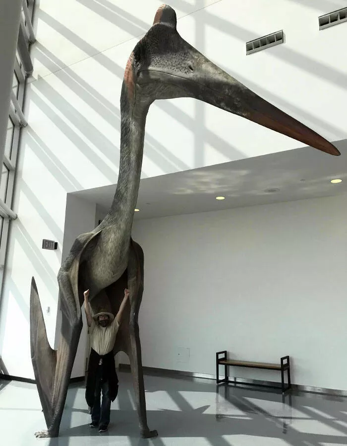 Trailblazing museums that redefined the visitor experience - #16 My local museum got a life-size replica of a Quetzalcoatlus. It looks too real Trailblazing museums that redefined the visitor experience - #16 My local museum got a life-size replica of a Quetzalcoatlus. It looks too real