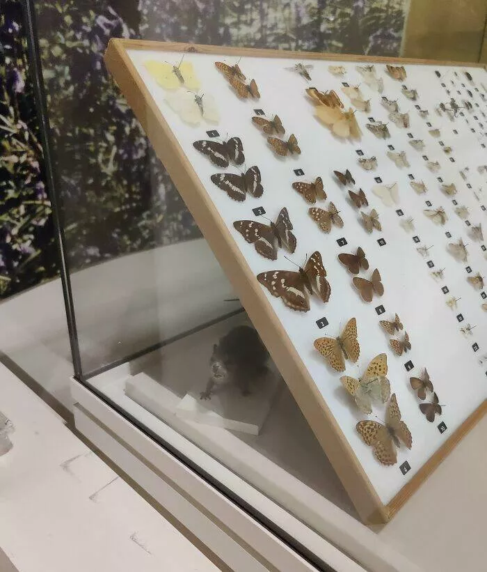 Trailblazing museums that redefined the visitor experience - #23 This museum has taxidermied animals randomly hidden in odd places, behind other exhibits, and so on