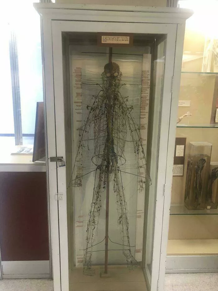 Musees pionniers qui ont revolutionne lexperience des visiteurs - #28 Une représentation complète du système nerveux humain au Musée d'Anatomie du Baylor College of Medicine