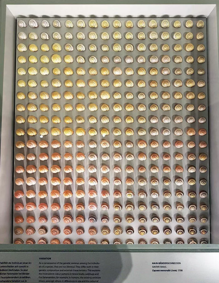 Musees pionniers qui ont revolutionne lexperience des visiteurs - #30 Un agencement unique de coquilles d'escargots démontrant la diversité des couleurs dans un musée