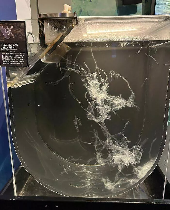 Musees pionniers qui ont revolutionne lexperience des visiteurs - #40 Méduses en sac plastique à l'Aquarium de Vancouver