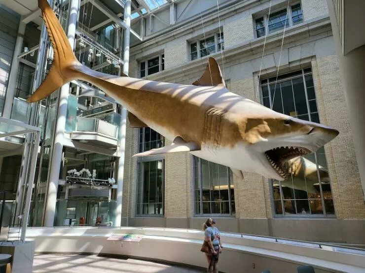Musees pionniers qui ont revolutionne lexperience des visiteurs - #48 Un modèle grandeur nature d'un Mégalodon suspendu au Musée National d'Histoire Naturelle du Smithsonian