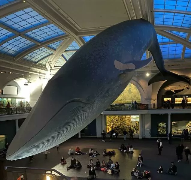 Trailblazing museums that redefined the visitor experience - #6 The whale at the American Museum of Natural History is now vaccinated! They put a bandage on it when kids in America were approved for their shots Trailblazing museums that redefined the visitor experience - #6 The whale at the American Museum of Natural History is now vaccinated! They put a bandage on it when kids in America were approved for their shots
