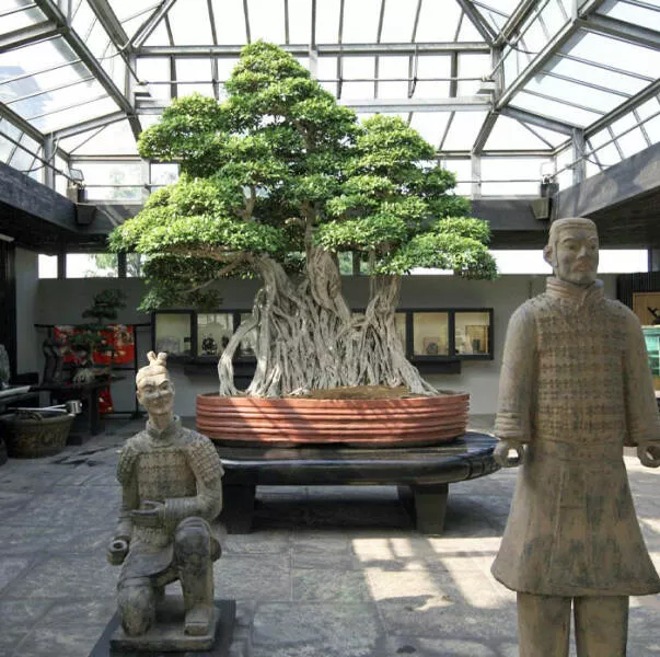 Musees pionniers qui ont revolutionne lexperience des visiteurs - #9 Le Ficus Retusa Linn, le plus vieux bonsaï du monde, âgé de plus de 1000 ans. Exposé au Crespi Bonsai Museum, Italie