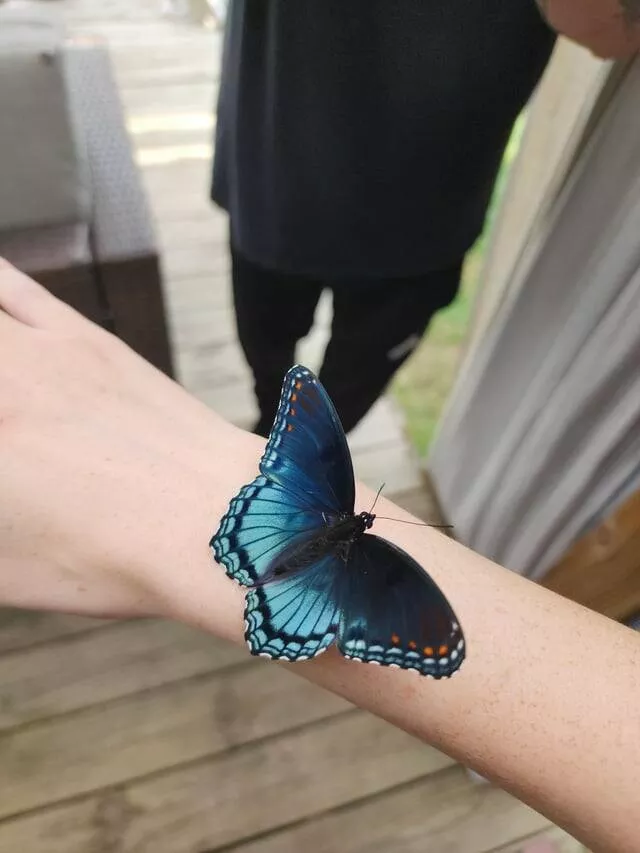 Photos intrigantes qui eveilleront votre curiosite - #13 Un beau papillon s'est posé sur moi aujourd'hui
