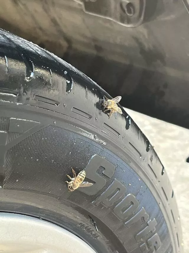Photos intrigantes qui eveilleront votre curiosite - #19 Un employé du lave-auto a appliqué quelque chose pour rendre mes pneus plus noirs, et cela a attiré des abeilles
