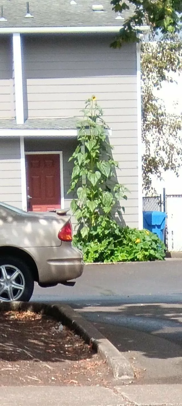 Photos intrigantes qui eveilleront votre curiosite - #4 Le tournesol de mon voisin a une fleur étonnamment petite malgré sa taille massive