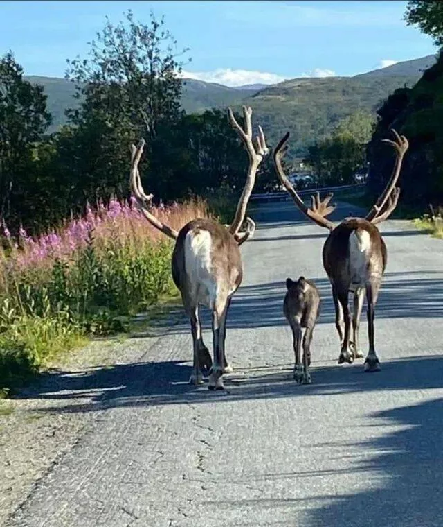 Picdump 911 - #54 