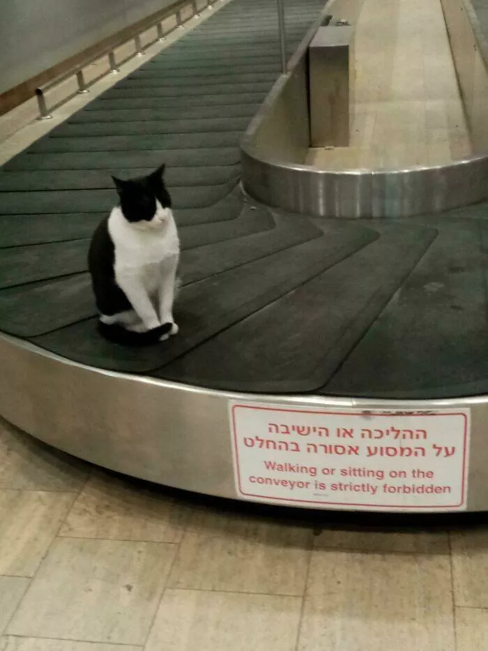 Rebels without borders anarchists who defy all rules - #4 