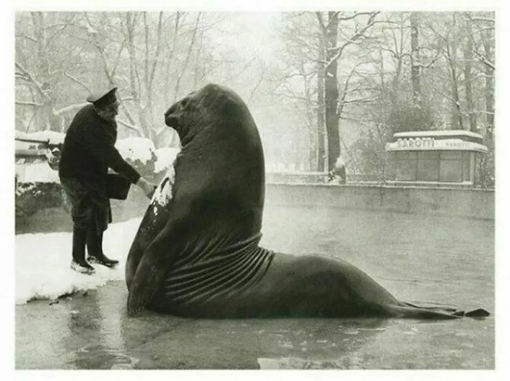 Unveiling hidden histories rare photos that tell untold stories - #13 Roland, a 4,000-pound elephant seal, getting a bath from his handler at the Berlin Zoo, 1930