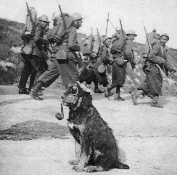 Unveiling hidden histories rare photos that tell untold stories - #15 French soldiers passing by a dog wearing goggles and smoking a pipe, 1915