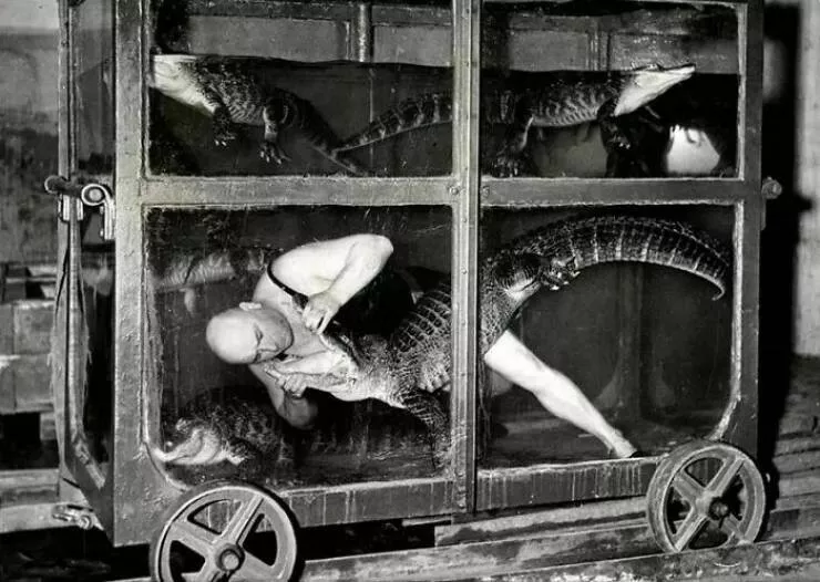 Unveiling hidden histories rare photos that tell untold stories - #35 A Circus Performer In An Aquarium Car With Crocodiles, Berlin, 1933