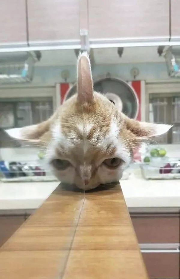 Mind bending photos that will make you double take - #17 