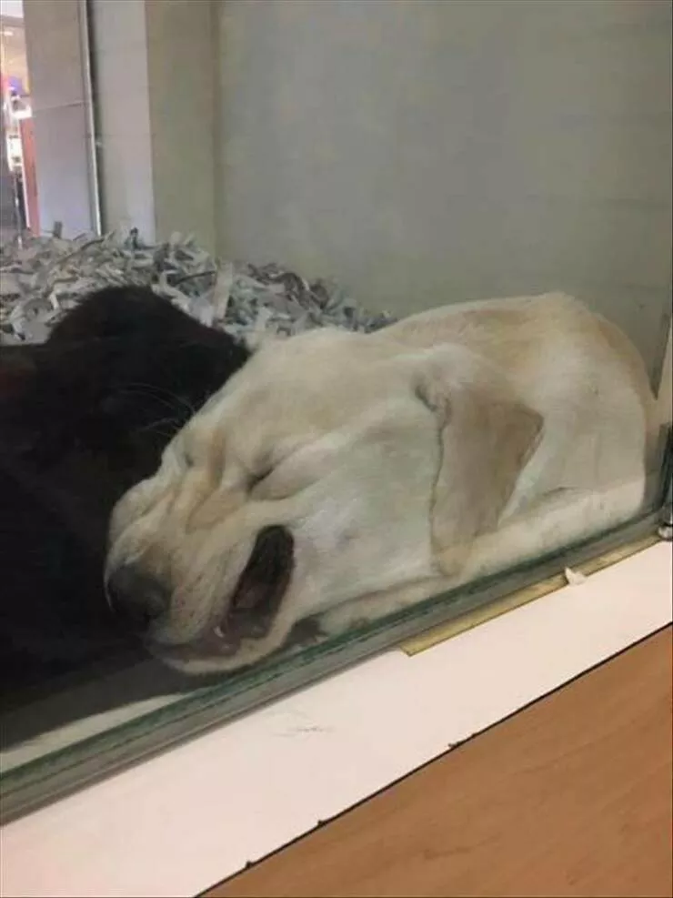 Picdump 918