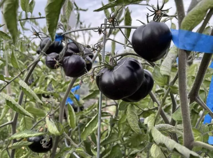 Chilling photos that will haunt your dreams - #14 Goth Tomatoes - Tomatoes with a goth aesthetic that are surprisingly edgy. Chilling photos that will haunt your dreams - #14 Goth Tomatoes - Tomatoes with a goth aesthetic that are surprisingly edgy.