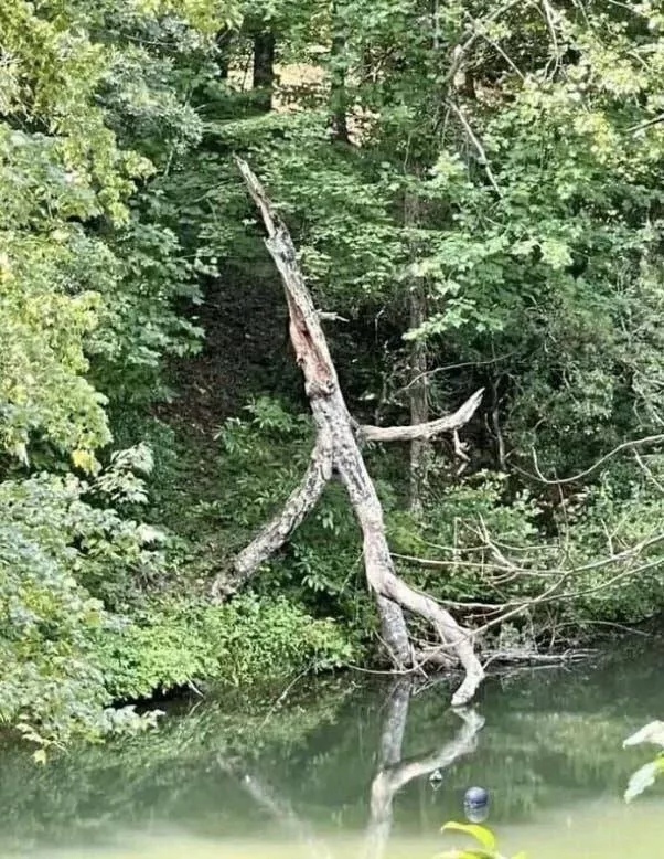 Chilling photos that will haunt your dreams - #17 Walking Tree - A tree that raises the philosophical question about the sound of a tree walking away. Chilling photos that will haunt your dreams - #17 Walking Tree - A tree that raises the philosophical question about the sound of a tree walking away.