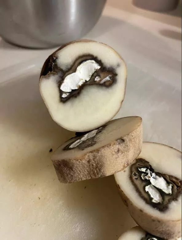 Photos effrayantes qui hantent vos reves - #25 Champignon Envahissant - Cette offre de légumes deux pour un, autrement dit ce champignon qui envahit une pomme de terre de l'intérieur.