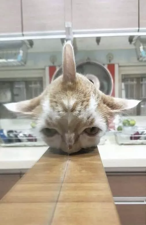Photos effrayantes qui hantent vos reves - #33 Chat avec Troisième Oreille - Ce chat qui semble avoir développé une troisième oreille pour entendre son dîner tomber dans la gamelle 0,02 secondes plus tôt qu'avant.