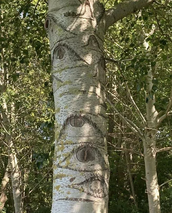 Photos effrayantes qui hantent vos reves - #36 Arbre Espion - Et enfin, attention ! Je pense que cet arbre vous observe !