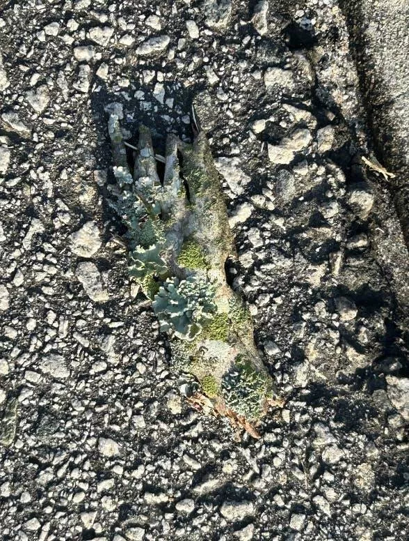 Chilling photos that will haunt your dreams - #8 Zombie Hand Tree Branch - A tree branch that looks eerily like a zombie hand. Chilling photos that will haunt your dreams - #8 Zombie Hand Tree Branch - A tree branch that looks eerily like a zombie hand.