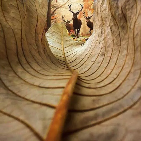 Les meilleures images jamais prises - #3 