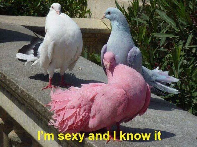 The best pictures ever taken - #40 