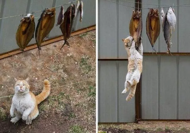 The best pictures ever taken - #46 